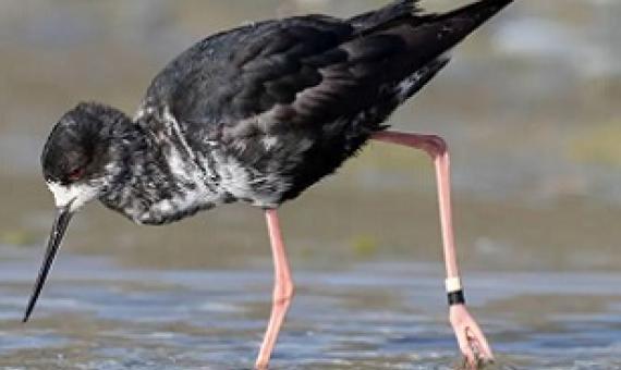 Critically endangered Black Stilt, New Zealand. Credit - blickwinkel/Alamy