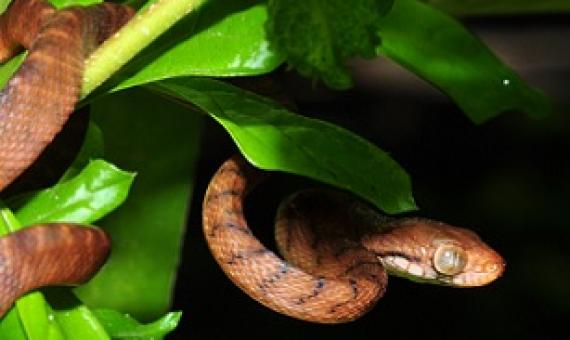 Brown tree snake (Boiga ireggularis). Credit - wikipedia.com