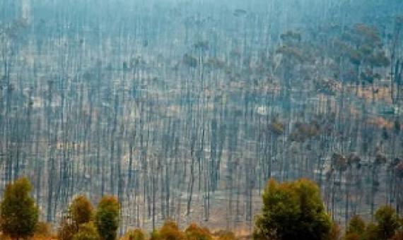 Bush fire devastation in Australia. The country is near the top of Swiss Re’s index of risk to biodiversity and ecosystem services. Photograph: Adwo/Alamy