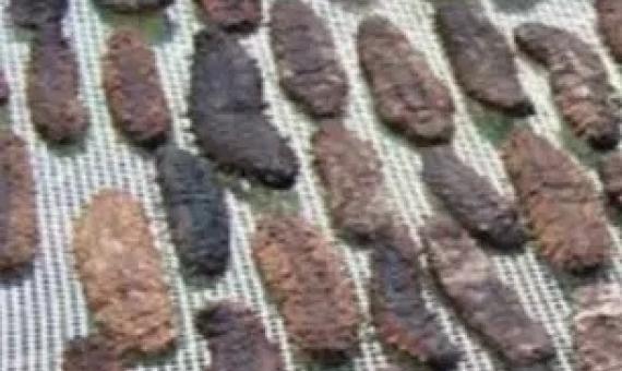 Ontong Java chief calls on Fisheries to return confiscated beche-de-mer. Credit - https://theislandsun.com.sb/ 