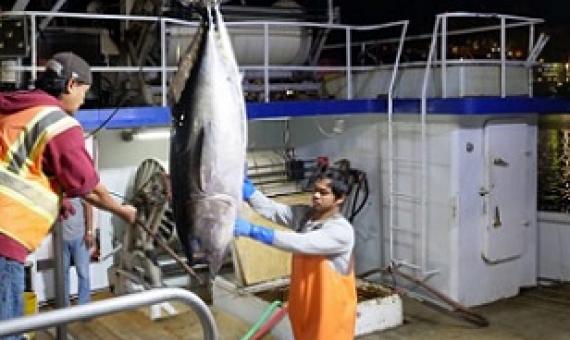 Crews receive a load of fish to be sold at the Honolulu Fish Auction in 2018. Credit - Ronen Zilberman/Civil Beat