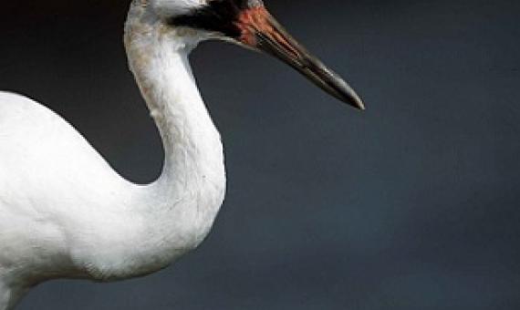 The whooping crane is one of many bird species protected by the Migratory Bird Treaty Act, a law recently reinterpreted by the Trump administration to exclude “incidental” bird killing. [Credit: Ryan Hagerty | CC 0]
