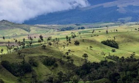 Scientists note that climate change is expected to impact 58% of montane forest in the Peruvian Andes. Credit - Alliance of Bioversity and CIAT / N.Palmer