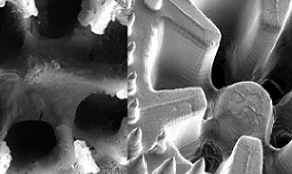SEM images of the skeleton structure of the coral Stylophora pistillata and the coral-inspired, 3D-printed material (Credit: Daniel Wangpraseurt)