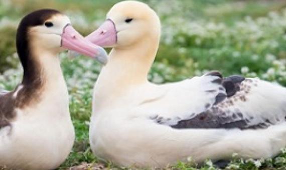 Short-tailed Albatross. Photo: Kat Paleckova/Audubon Photography Awards