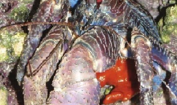 Coconut Crab (Birgus latro). Source - www.researchgate.net