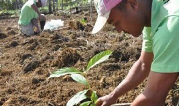 Trees are a small piece of what needs to be a broader strategy of fighting climate change, says ecologist. Karen Holl. Credit: Pedro Brancalion