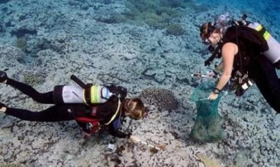 Scientists on the Global Reef Expedition collect crown-of-thorns starfish to limit the damage caused by an outbreak of starfish in Aitutaki. Based on their experience in the Cook Islands, KSLOF scientists developed a best practices guide for safely removing these venomous starfish from the reef. Credit: Khaled bin Sultan Living Oceans Foundation