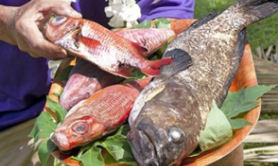 Pastor Ngarima George with apuka (reef cod) and ku (red snapper). Photo: GRAY CLAPHAM 19090425 / 19090426