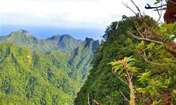 Cloud forest, Rarotonga. Cook Islands. Credit - SPREP
