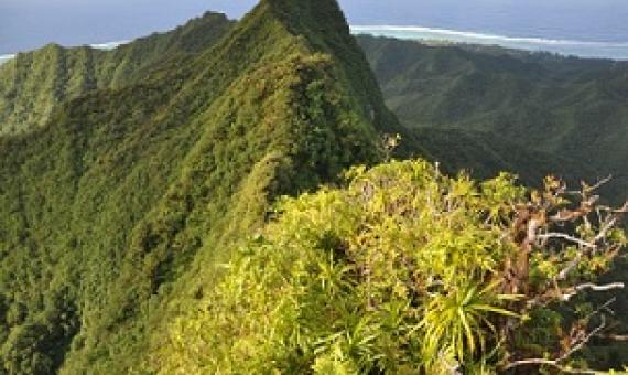 Cloud Forest on Rarotonga, Cook Islands. Credit - SPREP