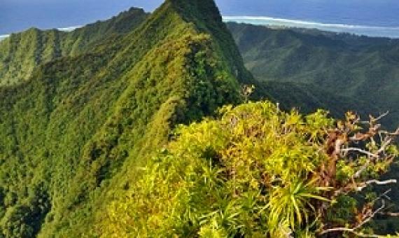 Cloud Forest on Rarotonga, Cook Islands. Credit - SPREP