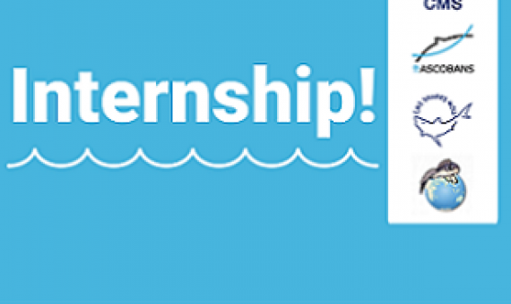 CMS - Internship Opportunities in the Aquatic Species Team. credit - https://www.cms.int/pacific-cetaceans