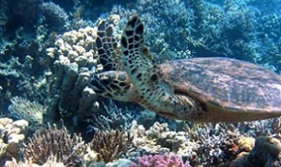 Call for harder line on how we judge conservation. Credit - CC0 Public Domain