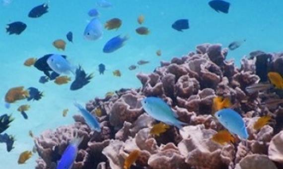 The future of nature conservation lies in identifying where science and policy can save the most ecosystems and species. Credit - ROBERT STREIT