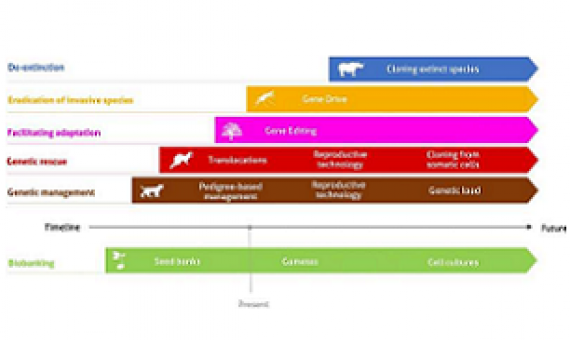 Feasibility of conservation areas and the different genomic and biotechnological tools. Each line and color presents one of the main conservation problems. The timeline indicates the feasibility of the listed tools for current and future potential conservation applications. Credit: DOI: 10.1007/s10592-021-01415-5