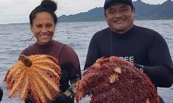 Crown of thorns hunters John Beasley, Kura Happ, and Dr Teina Rongo. Credit - https://www.cookislandsnews.com/                   