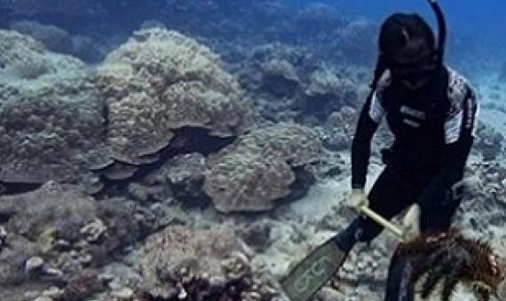 Kura Happ part of the Taramea Operation. Photo: KORERO O TE ORAU. 20092304