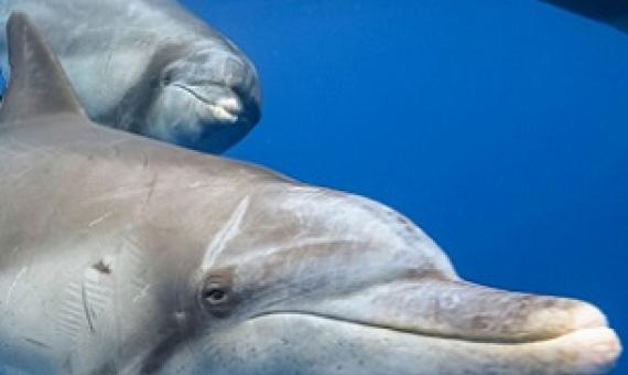 Some marine mammals are susceptible to the SARS-CoV-2 virus—perhaps even more so than people. Photo by Toshio Minami/e-Photo/Blue Planet Archive