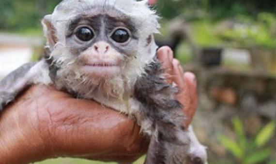 Baby monkey poached in Indonesia. Credit - Getty Images
