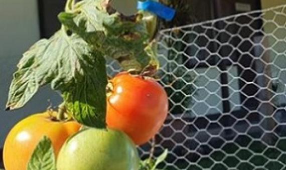 tomatoes at SPREP's backyard food gardening programme. Photo: RNZ Pacific / Hilaire Bule