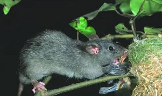 A ship rat attacks a fantail nest in New Zealand. Tree climbing rats are a particular problem for birds that nest in holes where there is no escape. Photograph: NZ Department of Conservation/ Nga Manu Images