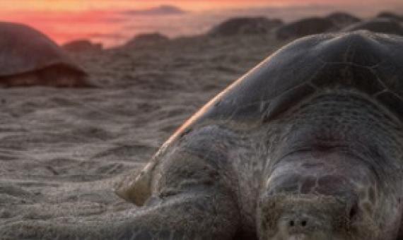 Wildlife conservation needs a post-COVID recovery plan. Credit - Mongabay.com