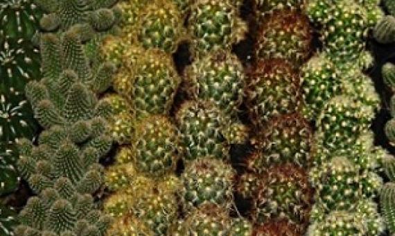 Credit: Pixabay/CC0 Public Domain