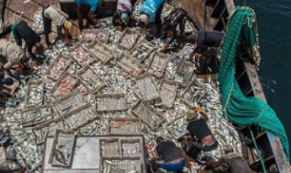 Chinese and Guinean crewmembers sort fish on the Fu Yuang Yu 380, a Chinese fishing boat operating in Guinean waters in 2017. Image © Pierre Gleizes / Greenpeace.