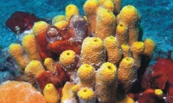 Coral reefs in the Northern Adriatic, are rocky outcrops of biogenic carbonate formations built by marine organisms. Credit: National Institute of Oceanography and Experimental Geophysics, Italy