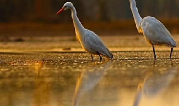 Saltwater wetlands face functional extinction without a coordinated effort to save them. Credit - TahirAbbas / Getty Images