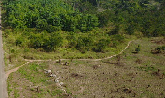 Cocoa farmers have chopped down vast swaths of old forests to make way for more cocoa plants near the city of Bangolo, Ivory Coast.