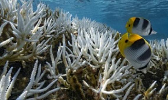 Coral reefs in French Polynesia. credit - Getty Images