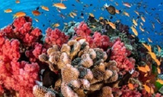 Coral reefs. Credit - National Geographic