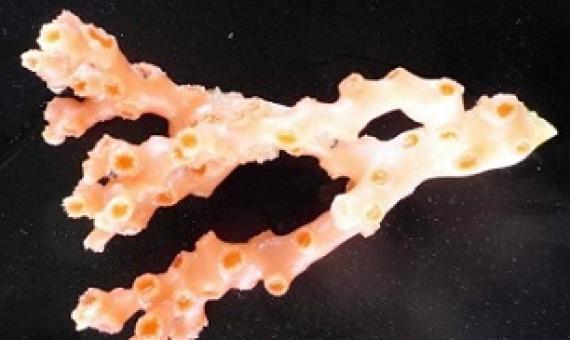 One of 29 species of coral trawled up from New Zealand's ocean floor over the last 18 months. Source - https://www.stuff.co.nz/ 