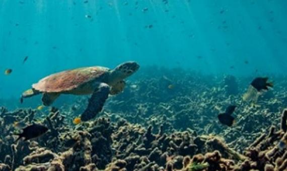 Is ocean acidification driving ecosystems to unknown territories? Photo - euronews.com