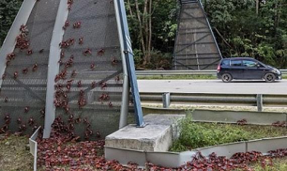 Safe journey! Thousands of Christmas Island crabs use a specially designed bridge to make their way from the forest to breed in the ocean. PHOTO - Kirsty Faulkner/Mercury Press