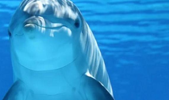 A right sponger. Credit - Claudia14