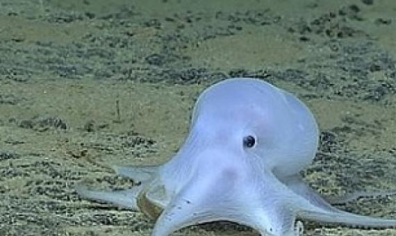 A deep-sea octopus, dubbed Casper because of its white complexion. Unknown to humanity until recently, it is just one example of the complex biodiversity of the deep seas. Credit Image: Sciencemag.org/20091108