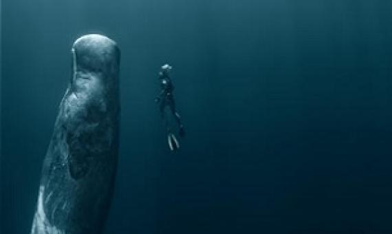 The Deep Sea Mining Campaign warns that if nodule mining is allowed to take place in the Pacific Ocean, species such as the Sperm Whale could be adversely affected. Photo: WILLYAM