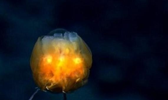 Dandelion siphonophore. (Credit: National Oceanic and Atmospheric Administration Office of Ocean Exploration and Research)