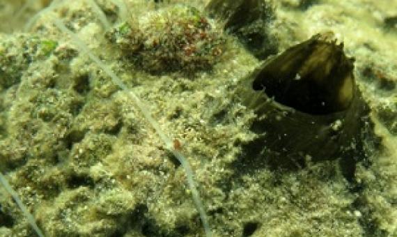 Tectitethya crypta is a large, drab sponge found in shallow water across the Caribbean. Source - http://dsmobserver.com/