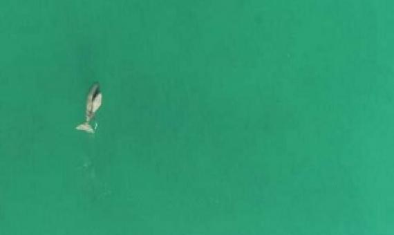 Dugong mother and calf photographed by research drone. Credit: Murdoch University