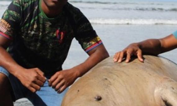 Malelei Veidreyaki with the dead Dugong at Kiuva Beach Tailevu on May 20,2018.Photo:Simione Haravanua.