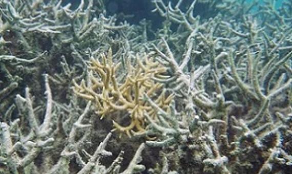 Damaged reef provide very few fish. credit - Andrew McInnis