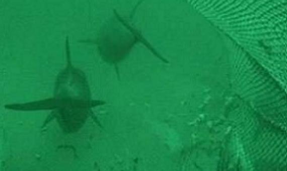 Credit: Dr Simon Allen