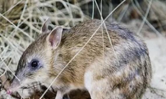 The trajectory of the endangered eastern barred bandicoot failed to improve, the report says. Photograph: Zoos Victoria