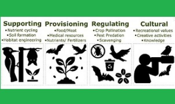 Fig. 1. Examples of bird- and bat-mediated ecosystem services linked to human well-being. All services present opportunities for the development of more sustainable agricultural management. Credit: DOI: 10.1016/j.baae.2021.06.010