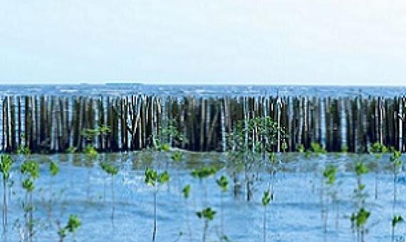 A bamboo fence protects a young, replanted mangrove forest from the tempestuous sea. Image from Shutterstock via IUCN.