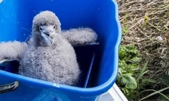  A Hutton’s shearwater chick rescued by a volunteer army in Kaikoura Photograph: Supplied/ Hutton's Shearwater Charitable Trust